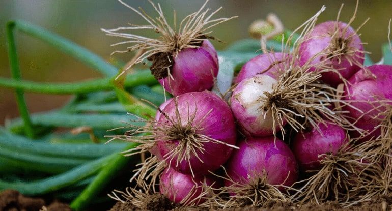 Burkina Faso: Innovation Platforms, a lever for agricultural resilience and boosting the onion sector in Boromo