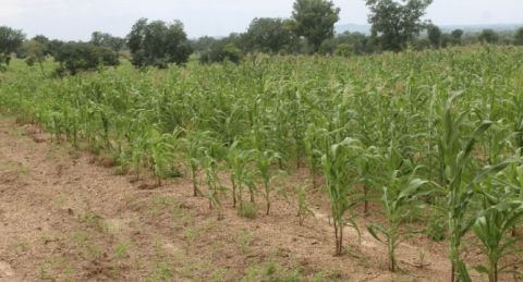 Plot receiving only mineral fertiliser