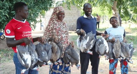 Togo : acquisition et distribution de 315 géniteurs de pintades à 45 éleveurs de la région des savanes