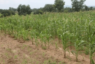 Plot receiving only mineral fertiliser