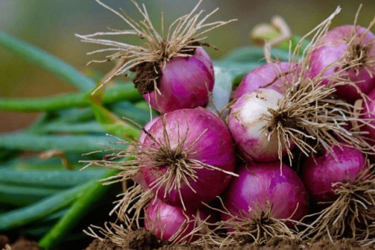 Burkina Faso: Innovation Platforms, a lever for agricultural resilience and boosting the onion sector in Boromo