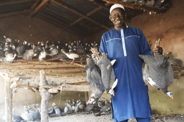 Togo: acquisition and distribution of 315 guinea fowl broodstock to 45 farmers in the Savannah region