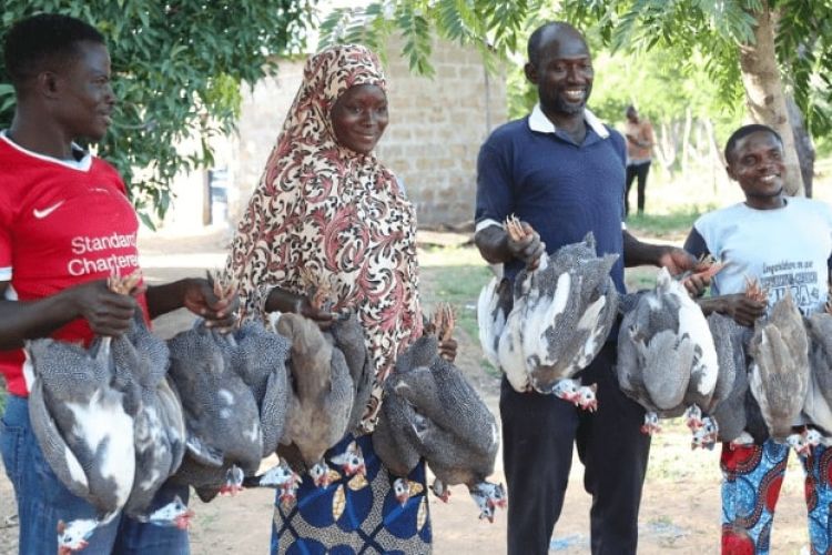 Togo: acquisition and distribution of 315 guinea fowl broodstock to 45 farmers in the Savannah region